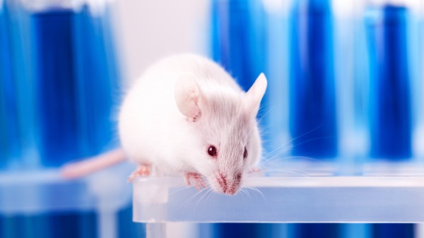 Funktionsfähige Eizellen aus Körperzellen von Mäusen gezüchtet