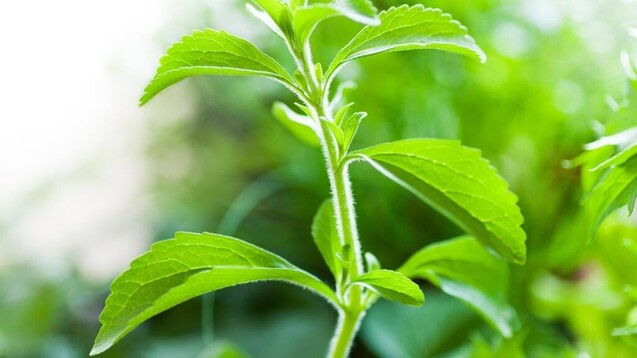 Stevia rebaudiana ist in Südamerika beheimatet. Die Süßkraft der Blätter ist ungefähr 30- bis 45-mal stärker als Zucker. (Foto: Denise Torres/stock.adobe.com)