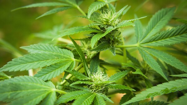 Wirkt Cannabis bei chronischen Schmerzen?