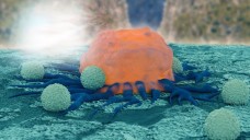 Anti-PD-L1-Antikörper: Das Krebsarzneimittel Avelumab soll eine Aktivierung der T-Zellen und eine spezifischen Immunabwehr bewirken können. (Foto: Merck)