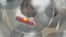 Das Enzym MPO stellt eine aggressive Säure her, die ein Loch in die 
Bakterienhülle brennt und den Eindringling abtötet, ohne das umgebende 
Gewebe zu schädigen. (Bild: Universität Basel, Biozentrum)