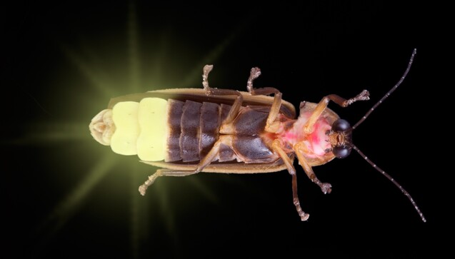 2. Dezember: Der Vertreter der großen Glühwürmchen-Familie, der am stärksten leuchtet, ist Photinus
pyralis – die meistverbreitete Leuchtkäferart in Nordamerika. (Foto: Cathy Keifer / stock.adobe.com)