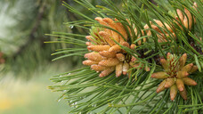 Blütenzapfen der Seekiefer (Pinus pinaster ssp. atlantica) (x / Foto: PIXATERRA / AdobeStock)