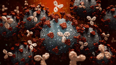 Sotrovimab „besetzt“ das Spikeprotein von SARS-CoV-2 und verhindert, dass dieses menschliche Zellen infiziert. (s / Bild: Matthieu / AdobeStock)