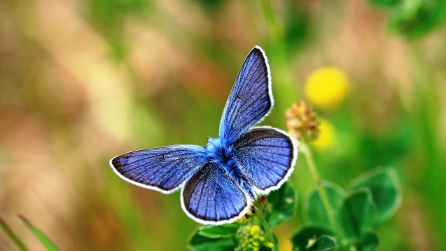 Aufgrund ihrer Form steht der Schmetterling symbolhaft für die Schilddrüse. (Foto: Julia Gonschorek/ stock.adobe.com)                                      