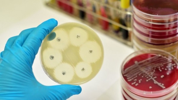 WHO erstellt Liste mit bedrohlichen Bakterien