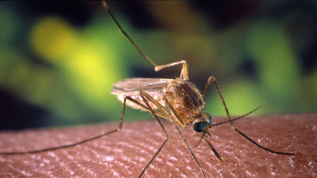Wissenschaftler haben bei Mücken in Tschechien das West-Nil-Virus gefunden. (Foto: Imago)