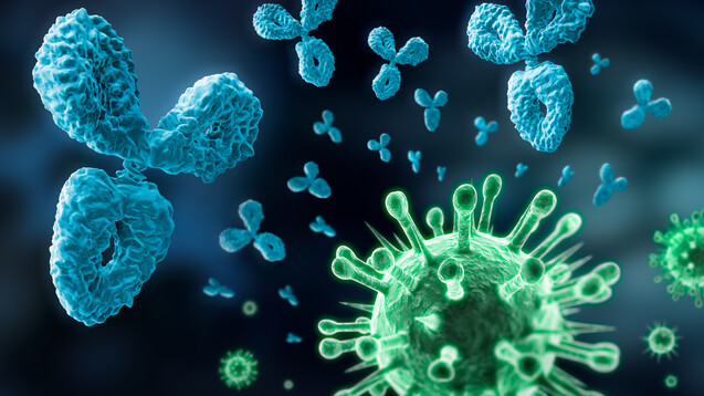 Eine weitere Hoffnung im Kampf gegen COVID-19: Monoklonale Antikörper sollen den Krankheitsverlauf positiv beeinflussen. (Foto: peterschreiber.media / stock.adobe.com)