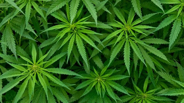 BAK-Präsident Kiefer: Cannabis nur aus der Apotheke! (Opra - Fotolia.com)