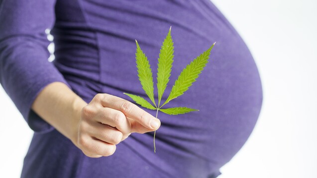 Konsumieren Schwangere Cannabis, steigt das Risiko einer Frühgeburt signifikant an. (b/Foto: Elroi / stock.adobe.com)