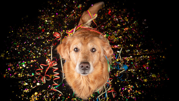 Silvester mit Hund – was hilft bei Angst vor dem Feuerwerk?