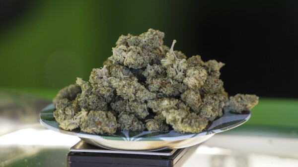 Medizinalcannabis: Künftig reicht ein „normales“ Rezept