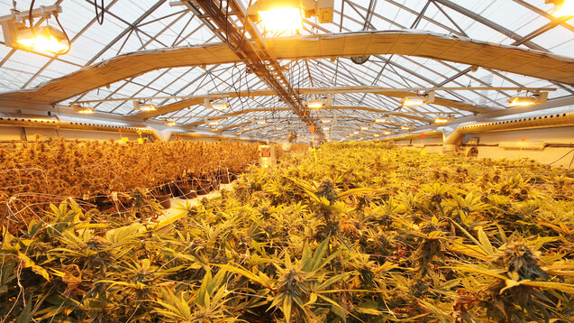 Nun kann es losgehen mit Cannabis „made in Germany“: Das BfArM erklärte am heutigen Montag, das Vergabeverfahren nun abgeschlossen zu haben. (b/Foto: kanadische Produktionsanlage von Wayland, copyright: Wayland)