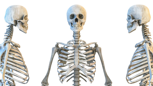 Calcium und das heute gesuchte Element stärken das Skelett.&nbsp;Den robustesten Knochen findet man im Ohr – das sogenannte Felsenbein. (Foto: Corona Borealis - stock.adobe.com)