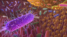 Wie wirkt sich eine Antibiose eigentlich auf die Pilze unseres Mikrobioms aus? Bakterien können unter physiologischen Bedingungen eine übermäßige Besiedlung des Darms mit Pilzen verhindern. (p / Alex / stock.adobe.com)