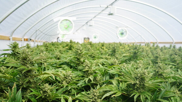 Cannabisanbau soll in Malta für Aufschwung sorgen