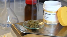 Cannabis als Medizin: Ob es mit der Genehmigung klappt, hängt laut Barmer nicht zuletzt davon ab, wie fit die Ärzte in diesem speziellen Therapiegebiet sind. (Foto: imago images / epd)