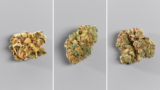 Cannabisblüten unterschiedlicher Sorten haben nicht nur unterschiedliche THC- und CBD-Gehalte, sondern können auch ganz unterschiedlich aussehen. Von links nach rechts: Orange No 1; Red No 2; Red No 4. (Alle Fotos: Spectrum Therapeutics)