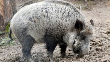 Weil sich die Afrikanische Schweinepest ausbreitet, wurde die Jagd auf Wildschweine intensiviert. (Foto PIcture Alliance)