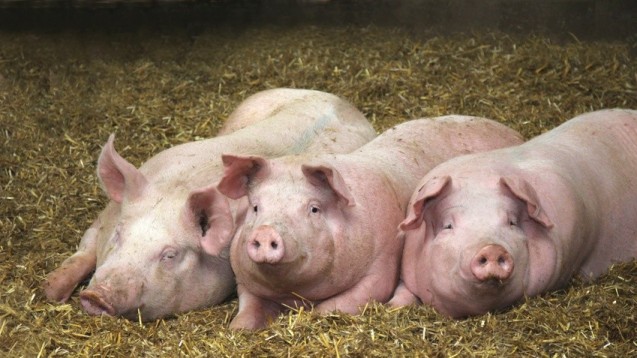Hausschweine: Organlieferanten der Zukunft? (Foto: textograf.de / Fotolia)
