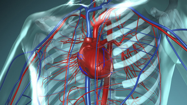 Die meisten Menschen sterben infolge von Erkrankungen des Herz-/Kreislaufsystems. (Foto: ap_i/Fotolia)