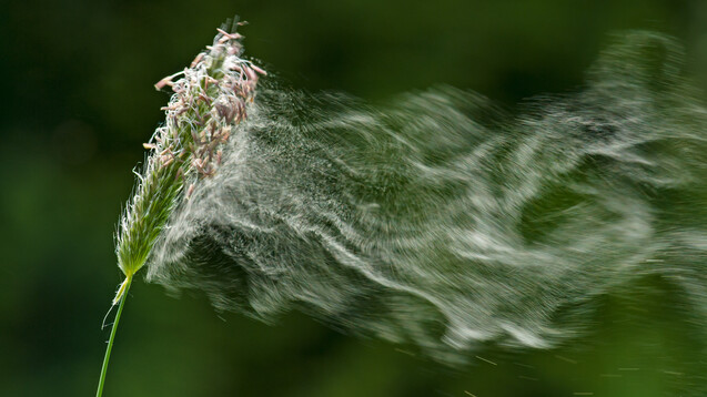 Immer mehr Menschen leiden an Allergien, die zum Beispiel durch Gräserpollen verursacht werden. (c / Foto: Jürgen Kottmann / stock.adobe.com)