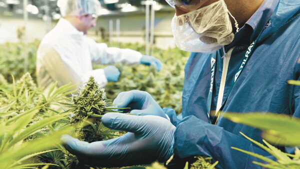 Extrakthersteller Tilray verkauft jetzt auch Cannabisblüten 