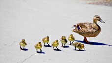 Die Truppe zusammenzuhalten ist nicht immer einfach, das gilt für Apothekenteams ebenso wie für Entenfamilien. (Foto: Peter/AdobeStock)