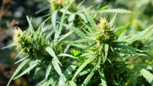 779 Patienten besitzen Cannabis-Ausnahmeerlaubnis