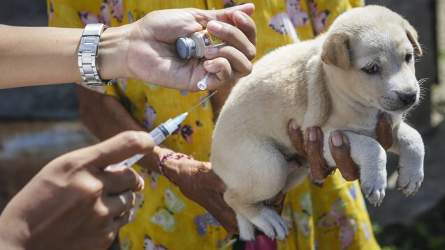 Ein indonesischer Gesundheitsbeamter impft 2015 in Denpasar (Bali) einen Hundewelpen gegen Tollwut. In Tollwut-Endemiegebieten geht ein Tollwut-Risiko hauptsächlich von streunenden Hunden aus. (c / Foto: Made Nagi / dpa)