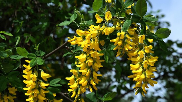 Der in Deutschland gern als Zierpflanze genutzte Goldregen enthält als Wirkstoff Cytisin. (Foto: zayacsk / AdobeStock)