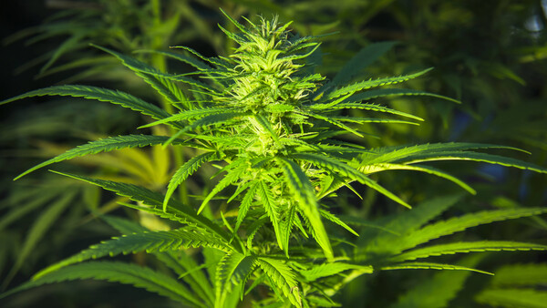 Weg frei für leichteren Umgang mit Medizinalcannabis