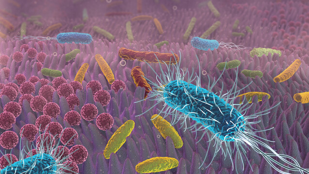 Wie wirken Probiotika auf die menschliche Darmflora? ( r / Foto: Alex / stock.adobe.com)