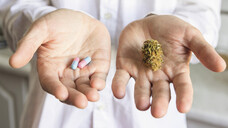 Die GKV gibt immer mehr für Medizinalcannabis aus – wird sein Potenzial möglicherweise überschätzt? (Foto: eight8 / AdobeStock)